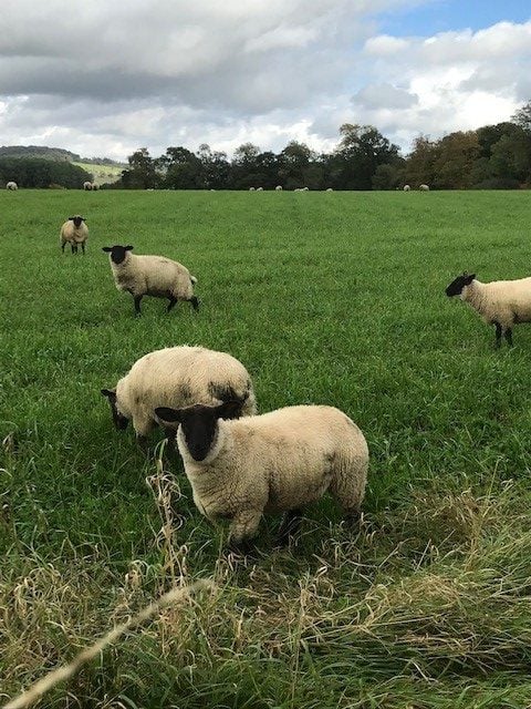 Sheep in a neighbouring field