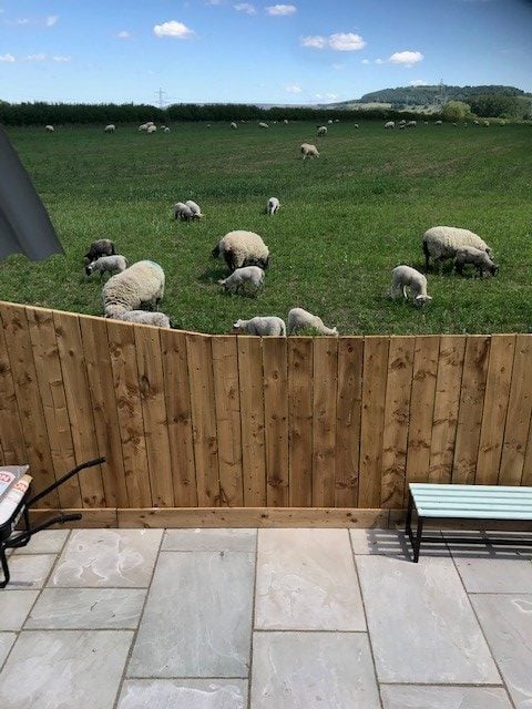 Sheep grazing in the field beyond Mabel’s private deck