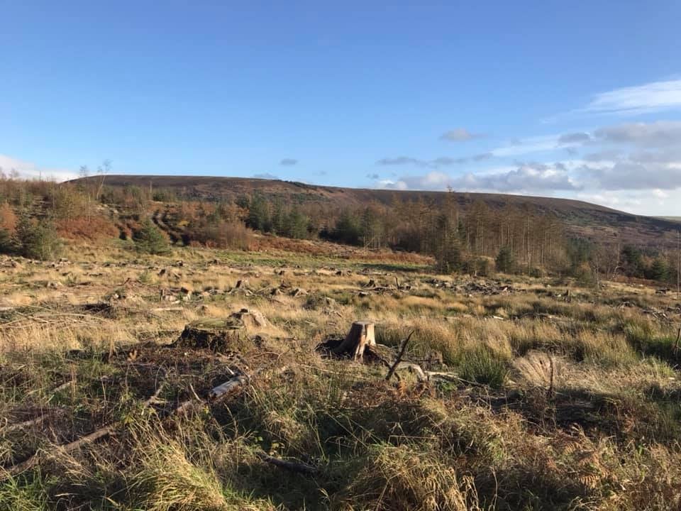 Open Yorkshire countryside with woodland and hills beneath a blue sky